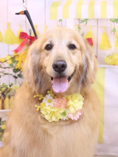 20240416Mickeyちゃん